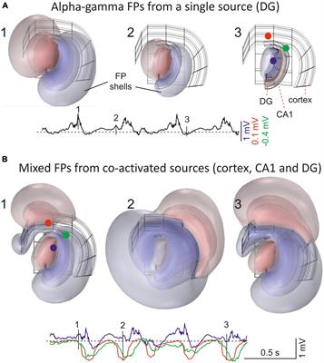 Theoretical considerations and supporting evidence for the primary role of source geometry on field potential amplitude and spatial extent